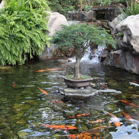 Oriental koi pond with a bonsai tree in the middle Koi Pond Backyard, Fish Ponds Backyard, Koi Pond Design, Kolam Koi, Fish Pond Gardens, Taman Air, Garden Pond Design, Diy Pond, Pond Waterfall