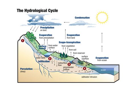 Hydrological Cycle Diagram, Hydrological Cycle, Water Cycle, Water Table, Geography, Cycling, Water, Quick Saves