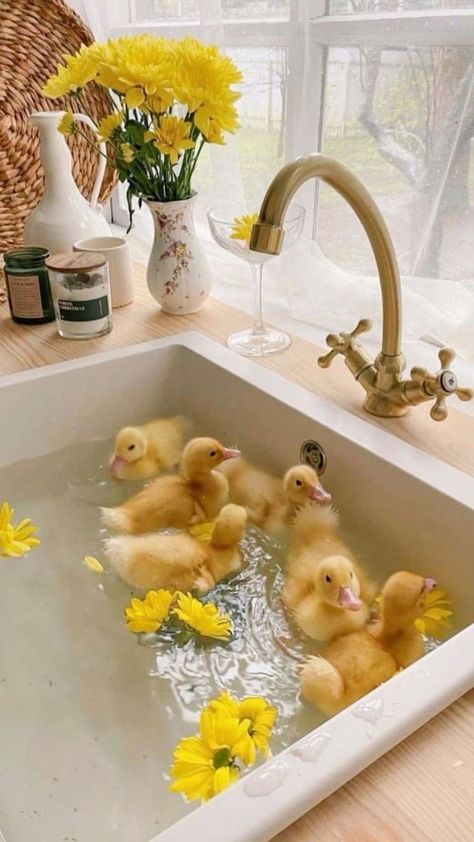 Cute Farm Animals Aesthetic, Cute Photos Animals, Pretty Animals Beautiful Creatures, Baby Animals Aesthetic, Cute Duck Pictures, Cute Pets Aesthetic, Cute Aesthetic Animals, Cute Exotic Animals, Cute Spring Animals