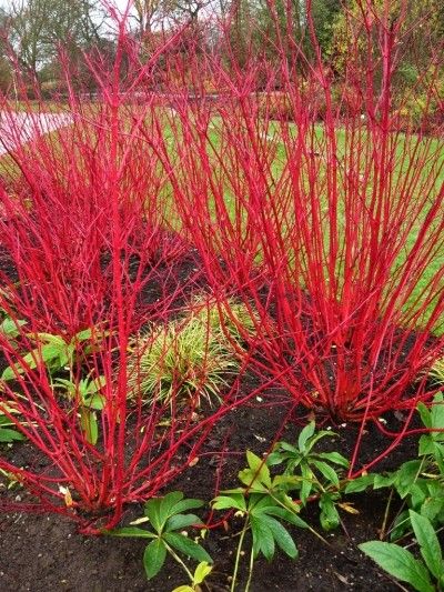 Dogwood Bush, Dogwood Shrub, Red Osier Dogwood, Red Dogwood, Red Twig Dogwood, Twig Dogwood, Red Plants, Dogwood Trees, Fast Growing Trees