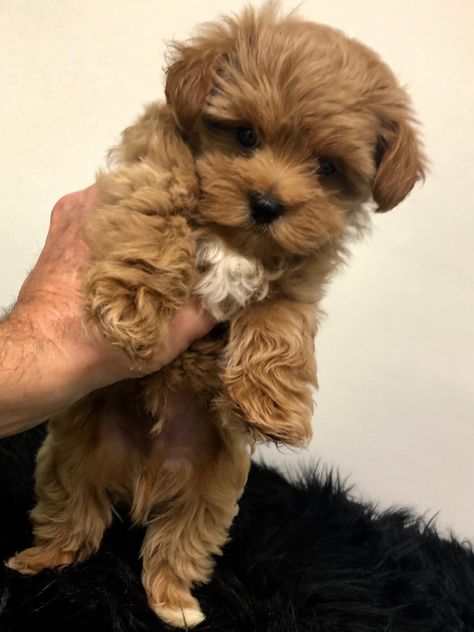 Available – Hollywood Puppy Palace Small Puppy Breeds, Cava Poo, Monkey Pet, Miniature Dog Breeds, Malti Poo, Cockapoo Puppy, Puppy Palace, Cute Small Dogs, Miniature Dog