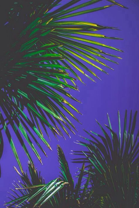 Plants Purple, New Retro Wave, Psy Art, Whatsapp Wallpaper, Neon Aesthetic, Fresh Feeling, Tropical Art, Summer Wallpaper, Purple Aesthetic