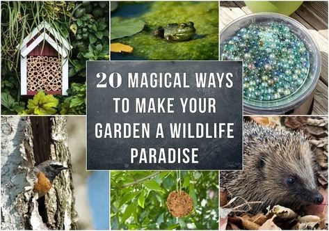 20 Magical Ways To Make Your Garden A Wildlife Paradise Plants That Attract Butterflies, Habitat Garden, Wildlife Gardening, Pollinator Garden, Wildlife Habitat, Magical Garden, Butterfly Garden, Winter Garden, Dream Garden