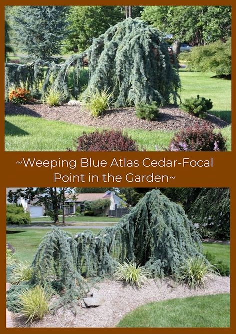 Weeping Cedar Landscaping, Weeping Alaskan Cedar Landscape, Weeping Conifers, Weeping Blue Spruce, Weeping Blue Atlas Cedar Landscapes, Weeping Atlas Cedar, Weeping Blue Atlas Cedar, Flower Bed Plants, Blue Atlas Cedar