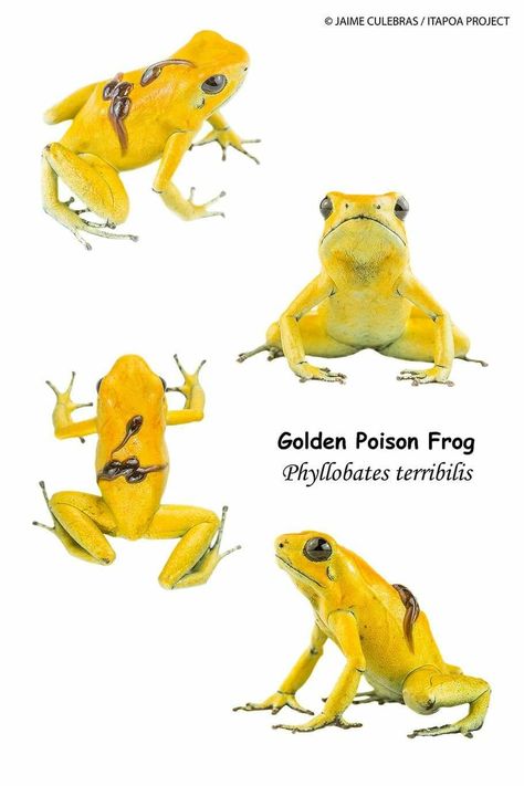 Details of this emblematic and endangered frog, the most toxic vertebrate of the planet, the Golden Poison Frog (Phyllobates terribilis). In this case, a male carrying its tadpoles on the back. The venom of its skin, batrachotoxin, has been used by the Emberá for centuries to poison blowgun darts for hunting. Jaime Culebras Wildlife / Itapoa Project Golden Poison Dart Frog, Golden Poison Frog, Rainforest Moodboard, Blowgun Darts, Dart Frog Vivarium, Poison Arrow Frog, Poisonous Animals, Frog Character, Frog Skin