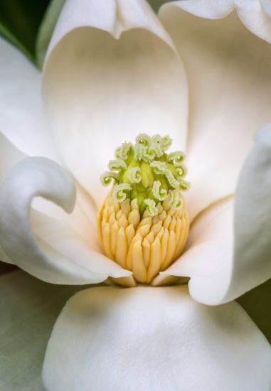 Anne Belmont gives us in-depth look at practical lessons for stunning flower photography. Creative Macro Photography, Chicago Flowers, Photography Butterfly, Destination Wedding Flowers, Macro Photography Flowers, Butterfly Photography, Micro Photography, Photography Macro, Flower Makeup