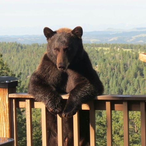 Hey mister... Real Bear Aesthetic, Black Bears Photography, Bears In Forest, Great Bear Rainforest, Black Bear Standing Up, Funny Bears, Bear Pictures, Baby Animals Funny, Love Bear