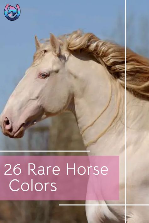 Calling all horse-lovers! Check out this amazing list of the world's 26 most unusual and rare horse colors and patterns! From the striking 'Appaloosa' to the rare 'Sooty Palomino' and 'Tiger Horse' - you won't want to miss this amazing look at some of the rarest breeds of horses around the world. #HorseLove #RareHorseColors #UnusualHorsePatterns Rarest Horse Breeds, Unusual Horse Colors, Horses With Unique Markings, Andulasian Horse, Types Of Horses Breeds, Beautiful Horses Rare, Western Horse Riding Aesthetic, Sooty Palomino, Perlino Horse