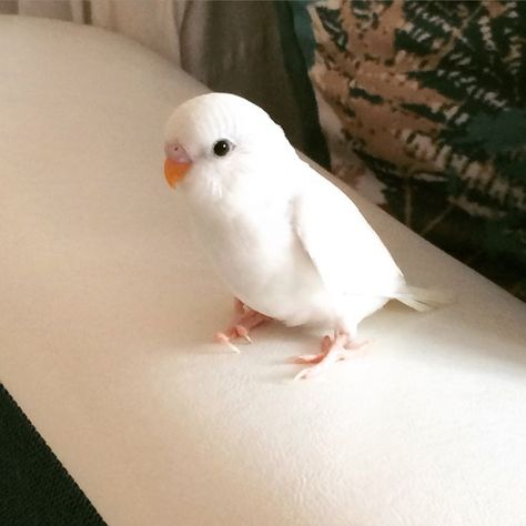 Cute Pet Birds, White Parakeet, White Budgie, Love Birds Pet, White Parrot, Birds Cute, Bird Cute, Budgies Bird, Funny Parrots