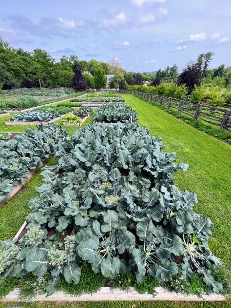 Photos of My Vegetable Garden Taken by Kevin Sharkey - The Martha Stewart Blog Fragrant Roses, Chinese Cabbage, Garden Pictures, Artistic Images, Garden Boxes, Green Juice, Green Foliage, Flower Bud, Planting Seeds