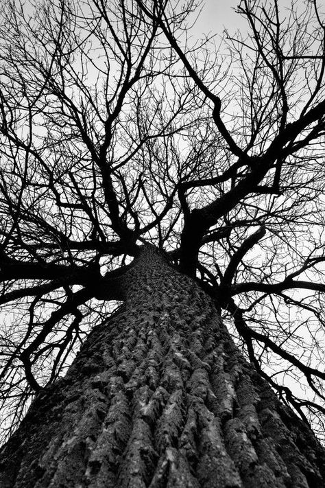 Black and White Worms Eye View, Visuell Identitet, Mixed Media Photography, Creative Photography Techniques, Black And White Landscape, Sky Landscape, Tree Photography, Foto Art, Winter Trees