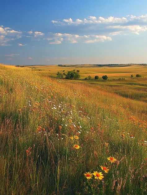 Tallgrass Prairie National Preserve, Tallgrass Prairie, State Of Kansas, Photo Reference, Adventure Awaits, Kansas, Art, Nature