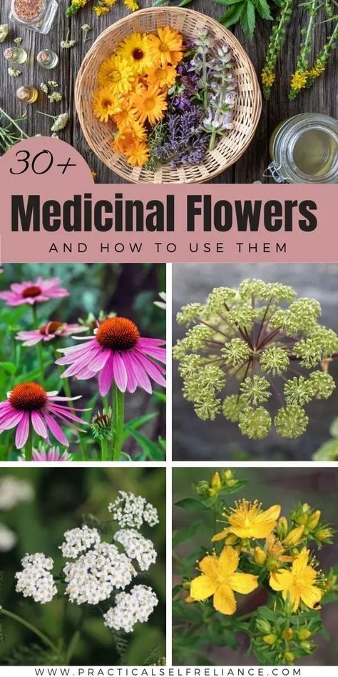 Medicinal Plants And Their Uses, Plants And Their Uses, Medicinal Flowers, Medical Plants, Medicine Garden, Flowers To Grow, Herbal Medicine Recipes, Herbal Remedies Recipes, Medicinal Herbs Garden