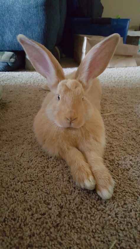 Babs kicking it Bunny Care Tips, Funny Bunny Videos, Bunny Lady, Flemish Giant, Legendary Pokemon, Large Rabbits, Cute Bunny Pictures, Big Bunny, Rabbit Care