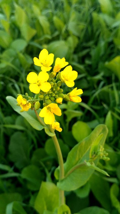 Chinese Mustard, Mustard Flowers, Camera Collection, Mustard Greens, Yellow Mustard, Yellow Flowers, Mustard, Tattoo Ideas, Roses