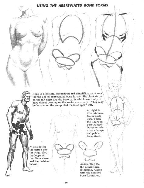 Jack Hamm Anatomy References, Female Torso, Human Anatomy Drawing, Human Figure Drawing, Human Anatomy Art, Anatomy Sketches, Anatomy For Artists, Body Reference Drawing, 캐릭터 드로잉