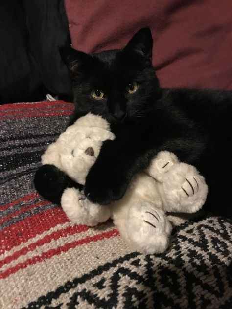 A Black Cat, A Black, Black Cat, Teddy Bear, Tumblr, Bed, White, Black