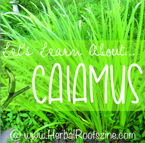 Herbal Roots zine [Herbal Rootlets]: No. 87 - Learning About Calamus - Herbal Roots zine Calamus Root Benefits, Calamus Root Magical Properties, Herbal Knowledge, Calamus Root, Homeschool Kids, Magazines For Kids, Common Names, Learning Styles, Ornamental Plants