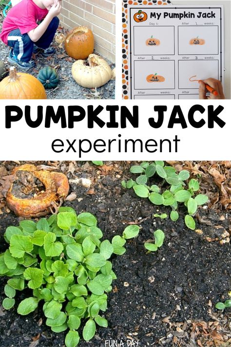 Decomposing Pumpkin Jack Experiment Pumpkin Decomposition Experiment, Pumpkin Jack Experiment, Pumpkin Decomposition, Pumpkin Jack Activities, Experiment For Preschool, Pumpkin Science Activities, Pumpkin Lesson Plans, Pumpkin Science Experiment, Inside Of A Pumpkin