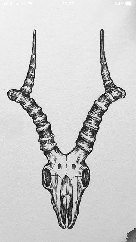 Horned Goat Tattoo, Cow Skull Reference, Longhorn Skeleton Tattoo, Antelope Skull Drawing, Impala Tattoo Animal, Gazelle Skull Tattoo, Ramskull Tattoo Design, Horned Skull Tattoo, Animal Skull Drawing Reference