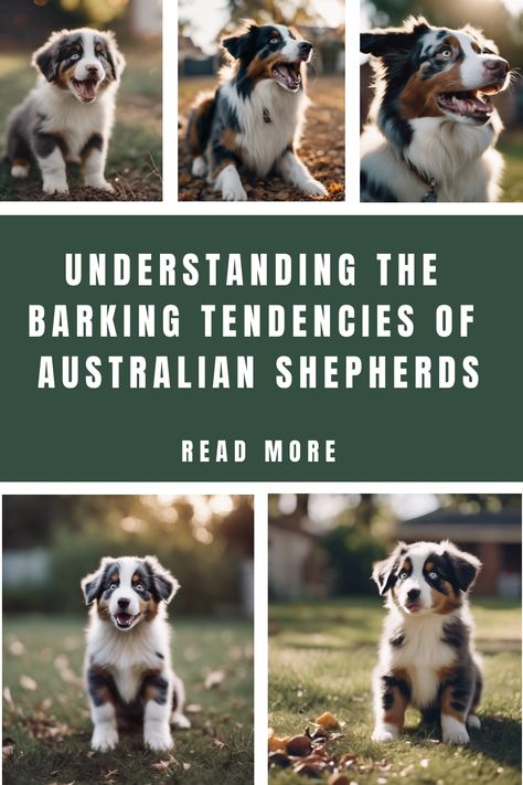 Australian Shepherds in various poses with a title 'Understanding the Barking Tendencies of Australian Shepherds' and a call to action 'Read More'. How To Groom An Australian Shepherd, Black Australian Shepherd, Australian Shepherd Training, Puppy Barking, Mini Australian Shepherds, Aussie Shepherd, Aussie Dogs, Food Homemade, Australian Shepherd Dogs