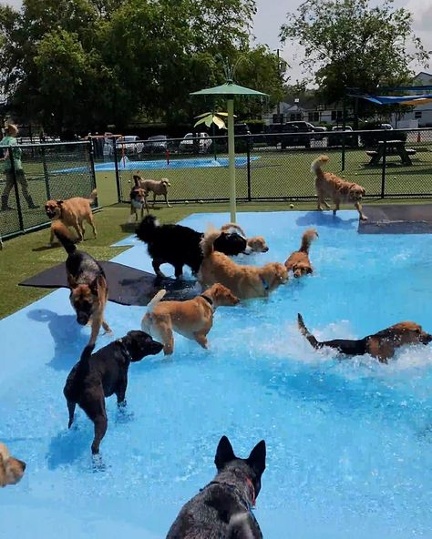 Luxury Dog Daycare, Dog Daycare Aesthetic, Doggy Daycare Aesthetic, Doggie Daycare Ideas Business, Doggie Daycare Ideas, Doggy Daycare Ideas, Doggy Daycare Business, Party For Dogs, Dog Daycare Design