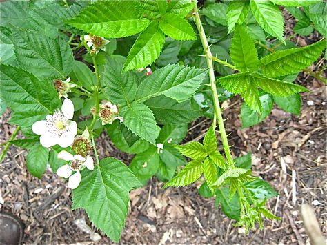 Blackberry pruning- PHENOMENAL info and how-to, especially if the briar is overgrown. Blackberry Bushes, Cabin Projects, Growing Blackberries, Blackberry Bush, Gardening Inspiration, Future Garden, Forest Cabin, Farm Stuff, Gardening 101