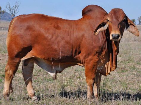 red brahman bull Brahman Bull, Breeds Of Cows, Brahma Bull, Bucking Bulls, Bull Cow, Beef Cattle, Bull Riding, Cow Painting, Cow Art