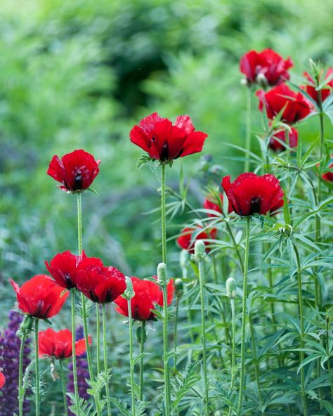 Few flowers are as widely recognised as the poppy. In part this is due to its tenacious presence both in rural lanes and fields and on wasteland and roadside verges in towns. Head to the link in our bio to discover 10 facts you probably don't know about poppies. Papaver somniferum ‘Lauren’s Grape’ Papaver orientale 'Beauty Of Livermere' 📸 Jason Ingram #plant #plantsofinstagram #gardenplants #planting #plantrecommendations #bestplants #poppy #poppies #remembranceday #remembrance #lest... Planting Poppies, Papaver Orientale, Icelandic Poppies, Poppy Seeds, Remembrance Day, Plum Color, Plant Design, Cool Plants, Red Poppies