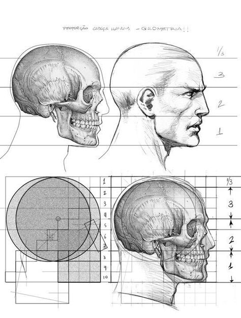 Human Head Proportions, Head Proportions Reference, Head Proportions Anatomy, Head Proportions Drawing, Head Proportions, Anatomy Head, Penny Art, Head Anatomy, Male Figure Drawing