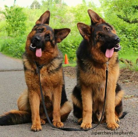 Two German Shepherd Dog Twins Doggy House, Cave Canem, Dog German, Shepherd Dogs, West Highland Terrier, Shepherd Puppies, German Shepherd Puppies, Working Dogs, German Shepherd Dogs