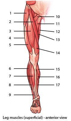 Muscular System : Muscles of the lower limb, quiz 1 : level 1 (identification) Leg Muscles Anatomy, Leg Anatomy, Human Muscle Anatomy, Basic Anatomy And Physiology, Anatomy Physiology, Human Body Anatomy, Muscular System, Lower Limb, Muscle Anatomy