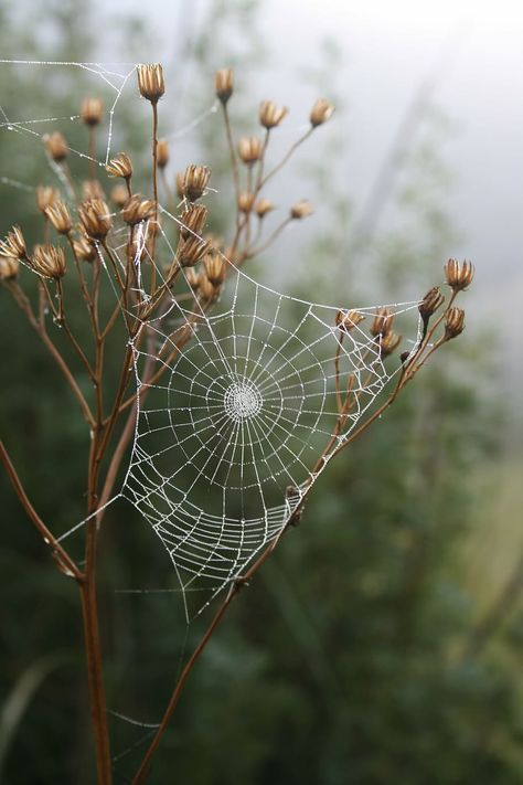 spider, web, grass, morning, dew, insect, outdoors, spider web | Piqsels Garden Spider, Public Domain Photos, Spider Tattoo, Spider Art, Macro Shots, Spider Web, Sacred Geometry, Sri Lanka, Art Inspo