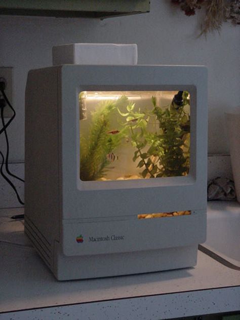 I'm waiting for one of my old Macs to die so that I can transform it into a MacQuarium. It's going to be a long wait. Dream House Decor, Cool Stuff, Green Aesthetic, My New Room, Aesthetic Room, Dream Room, Wall Collage, Pretty Pictures, Fish Tank