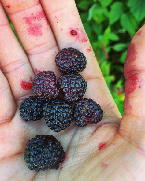 Black Raspberries vs. Blackberries: What’s the Difference? Sunny Moodboard, Black Raspberry Recipes, Black Raspberries, Black Dessert, Blackberry Picking, Raspberry Bush, Kitchen Witch Recipes, Berry Patch, Berry Garden