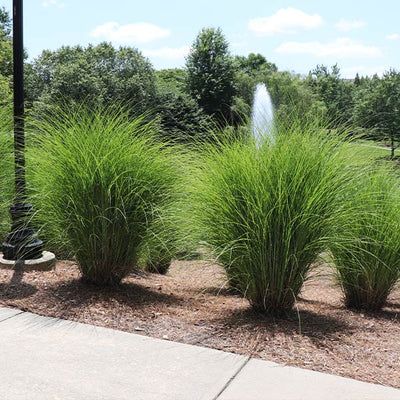 Shop – FastGrowingTrees.com Tall Grass Landscaping, Miscanthus Gracillimus, Miscanthus Sinensis Gracillimus, Ornamental Grass Landscape, Grasses Landscaping, Fast Growing Trees, Unique Trees, Deciduous Trees, Ornamental Grasses