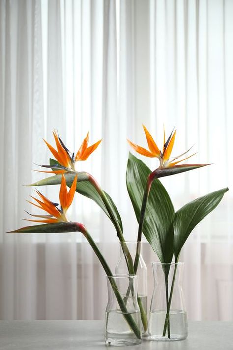 Minimalist Tropical Flower Arrangement, Bird Of Paradise Decor, Birds Of Paradise Wedding Decor, Bird Of Paradise Wedding Decor, Bird Of Paradise Floral Arrangement, Birds Of Paradise Arrangement, Birds Of Paradise Flower Arrangement, Birds Of Paradise Bouquet, Bird Of Paradise Flower Arrangement