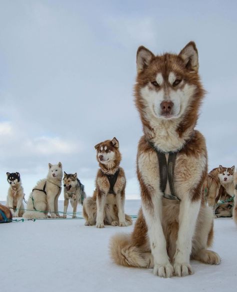 Rich Vacation, Greenland Dog, Dog Poses, Sea Ice, Husky Lover, Snow Dogs, Red Floral Print, Sporting Dogs, Dog Sledding