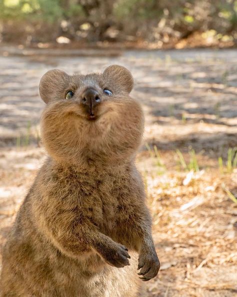 Chin up 💕 #quokka #quokkas #perthlife #quokkalove #amazing #beautiful #view #scenery #Australia #rottnestisland #cute #adorable… Funny Animal Photos, Australian Animals, Fluffy Animals, Cute Animal Photos, Weird Animals, Happy Animals, Cute Creatures, Funny Animal Pictures, Animal Photo