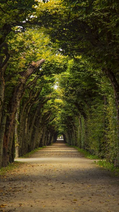 Tree Lined Road, Alam Yang Indah, Beautiful Nature Pictures, Beautiful Nature Scenes, Nature Aesthetic, Pretty Places, Scenery Wallpaper, Nature Scenes, Fantasy Landscape