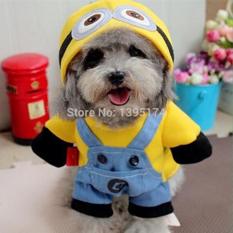 Minion Dog Costume, Funny Pet Costumes, Yorkshire Puppies, Dog Costumes Funny, Minion Costumes, Small Dog Clothes, Dog Halloween Costumes, Halloween 2023, Dog Coat