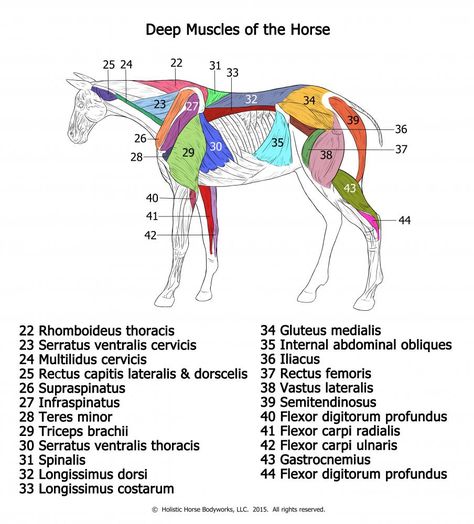 Horse Stretches, Muscle Pictures, Equine Massage Therapy, Horse Massage, Veterinary Tech, Vet Tech Student, Equine Massage, Equine Veterinary, Horse Exercises