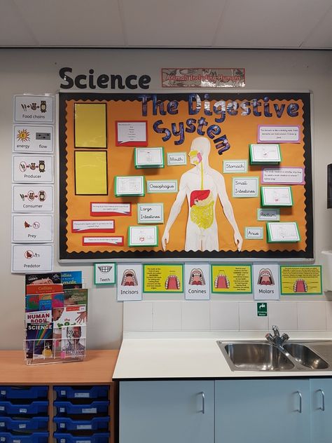 Digestive system Classroom Displays Ks2, Nurture Group, Ks2 Classroom, Science Display, Human Digestive System, Human Body Science, Adolescent Health, Working Wall, Nursing Board