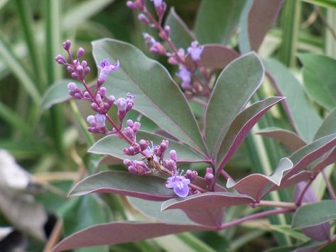 Vitex Trifolia Purpurea Vitex Trifolia Purpurea, Gillenia Trifoliata, Deuterocohnia Brevifolia, Maxillaria Tenuifolia, Clivia Miniata, Backyard Inspiration, Image Types, Penny, Landscaping