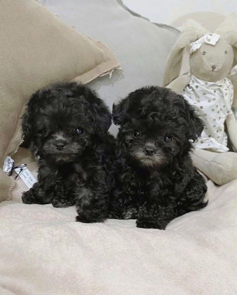 We have male and female teacup Poodle puppies available. They are both home and potty trained Teacup Poodle Haircut Styles, Tea Cup Puppies, Blue Nose Pitbull Puppies, Poodle Haircut Styles, Teacup Poodles, Teacup Poodle Puppies, Teacup Poodle, Poodle Haircut, Poodle Puppies For Sale