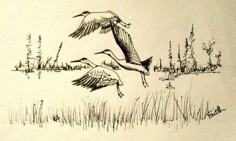 Sand Hill Crane Tattoo, Sandhill Crane Tattoo, Crane Drawing, Drawing Tut, Crane Tattoo, Sandhill Cranes, Sandhill Crane, White Crane, Pen Drawings