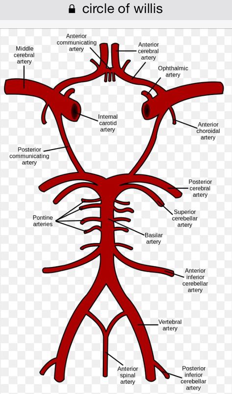 Circle of Willis Circle Of Willis Anatomy, Medical Imaging Technology, Arteries Anatomy, Circle Of Willis, Medical Terminology Study, Vascular Ultrasound, Vertebral Artery, Medicine Notes, Basic Anatomy And Physiology