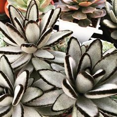 White Succulents, Pretty Succulents, Kaktus Dan Sukulen, Plant Succulents, Succulent Landscape Design, Goth Garden, Succulent Landscaping, Succulents Cactus, Types Of Succulents