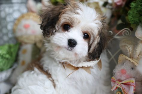 Cavachon Puppies for Sale | Cavachon Breeders Cavachon Dog, Forever Puppy, Cavapoo Puppies For Sale, Cavachon Puppies, Puppy Valentines, Puppy Friends, What Kind Of Dog, Cavapoo Puppies, Hypoallergenic Dogs