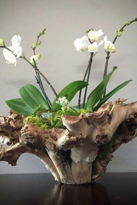 Plants are beautiful and natural additions to any home, and they have been shown to have numerous benefits for both physical and… Orchid Plant Care, Orchid Flower Arrangements, Orchid Centerpieces, Orchid Planters, Orchid Plant, Ikebana Flower Arrangement, Growing Orchids, Orchids Garden, Orchid Pot